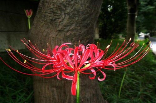 诗意秋草红花三首,满地红心草,凄美彼岸花