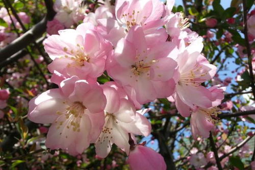 樱花树扦插繁殖方法 樱花怎么嫁接