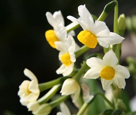 水仙花的养殖方法 水仙花怎么养 水仙花的养殖方法