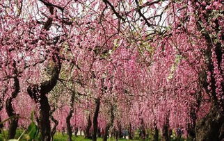 梅花种类大赏析 你不知道的梅花