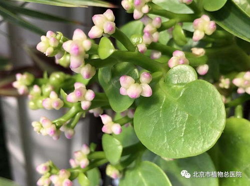 冬季,室内花卉如何养护