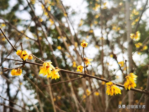 北方的寒冬腊月开着这么漂亮的花朵,你知道这是什么花啊