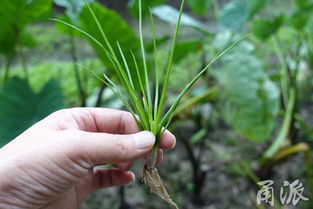 宁波再现3亿年前活化石 中华水韭 被称植物界大熊猫 