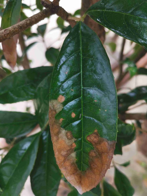 桂花叶子干枯 