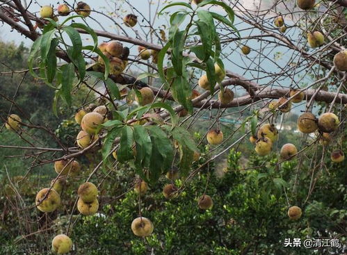 落地生根 高强度生命活力 哪些树的种子不进入土壤就会生根