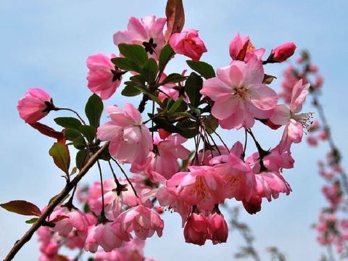 陌上花开 北美海棠的栽培技术 