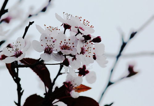 这是不是梅花 叶子是褐红色