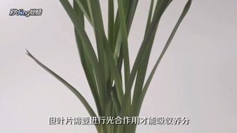 惠兰花怎么养