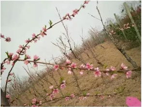 想要桃树丰产稳产,花期这些措施得做好