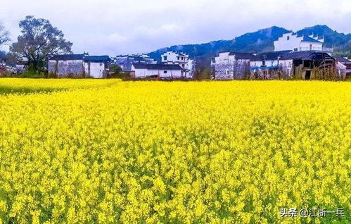 乡土散文丨油菜花儿开