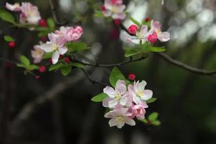 春阴初过海棠时 青岛海棠赏花地一览 