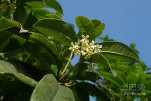 四季桂花树价格以及种植技术