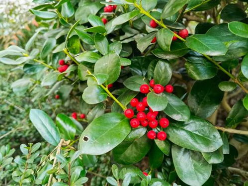 冬季除了蜡梅 颜值担当 观果植物了解一下 