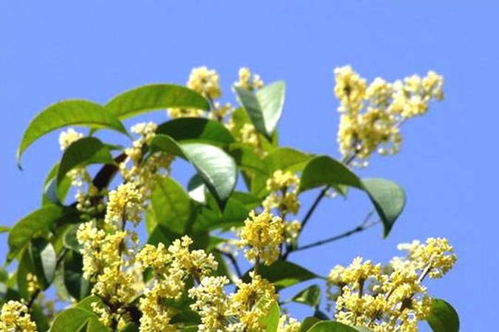 3月养四季桂花,走好3 步 ,不掉叶子,花香自来