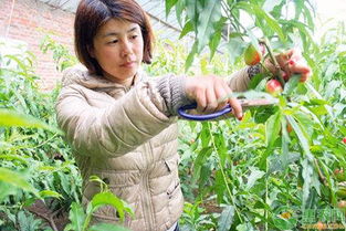 桃树夏季如何修剪 浅谈桃树夏季枝条修剪技巧