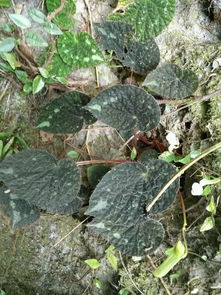 不知道哪些花卉喜欢酸性土壤,哪些喜欢碱性土壤