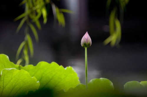 姜荷花芽点断了还能不能长出来新芽 