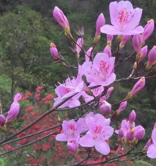 花都开好了│西峡银树沟的万亩杜鹃花海等你来