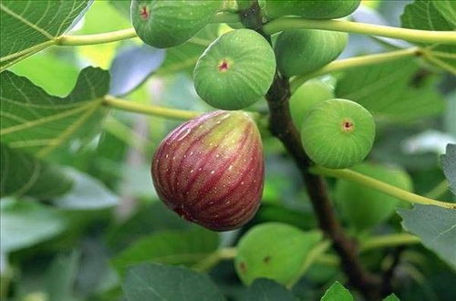 1种植物,人称无花果树,掐根枝条埋土里,几个月后就结果,真值