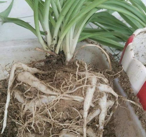 2种土 种植虎皮兰 吊兰,根系15天变壮,冬季耐低温,不怕冷