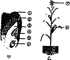 植物是生物生存的物质基础和能量基础. 题目和参考答案 青夏教育精英家教网 