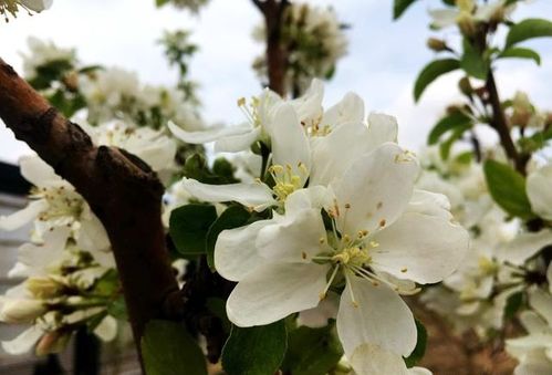 苹果树施什么肥料果个大,苹果增产提质该如何追肥