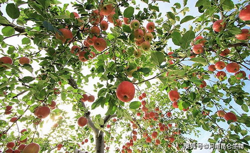 苹果树重茬根腐怎么治见效 枯萎黄萎病能根治吗 黄叶死苗的防治方法