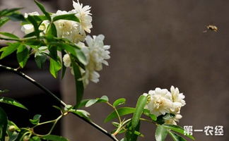 木香花怎么盆栽 木香花怎么修剪