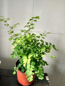 喜阴植物 搜狗百科 