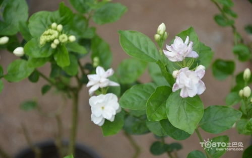 茉莉花图片大全 茉莉花图片欣赏及资料介绍