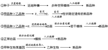 下面① ⑤列举了五种育种方法,请回答相关问题