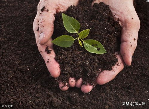 家中丝瓜种植方法及管理技术