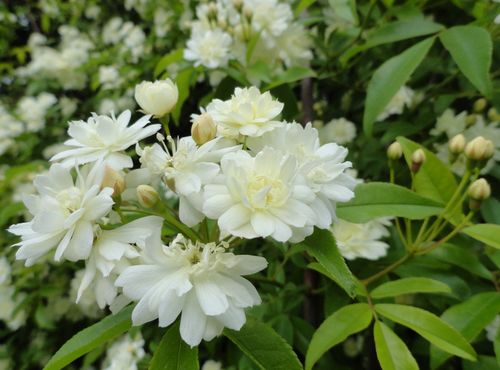 木香花怎么修剪 木香花养殖方法