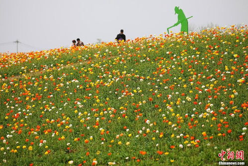 江南花海 包揽 春色 