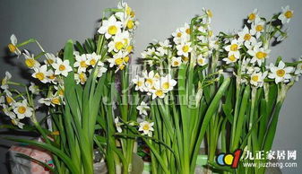水仙花的养护技巧与养护条件 水仙花的形态特征与繁殖方式