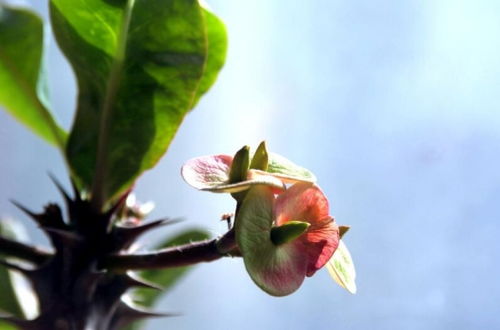 室内不适合养什么花草植物 考拉园艺网告诉你室内养花禁忌