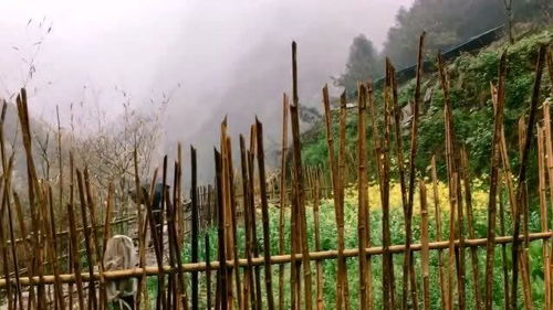 山居日常,春天万物生长的季节,雨后的大山宛如仙境 