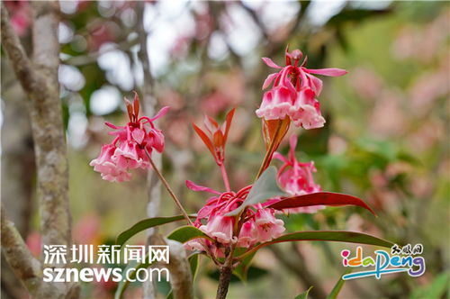 IN视频 吊钟鸣奏迎新春 大鹏的吊钟花开了