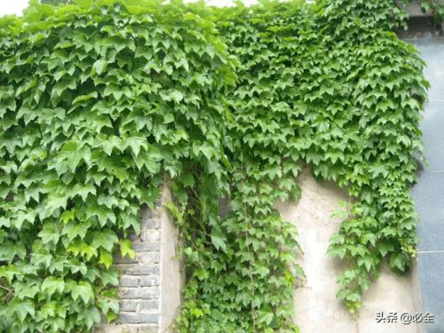 庭院景观常用植物 水生 藤本篇