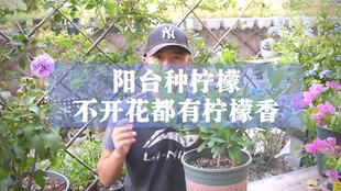 家里种颗柠檬树,全年开花结果,天天有花看还有柠檬吃