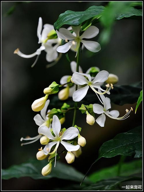 网红盆栽垂丝茉莉,串串花朵似蝴蝶,花叶俱美香味浓,多季开花