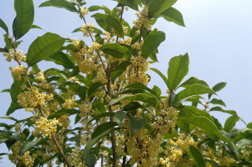 桂花树刚发的嫩芽枯萎 