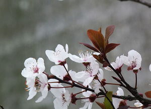 这是不是梅花 叶子是褐红色