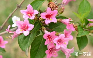 锦带花的花期是什么时候 锦带花生长习性和养殖方法