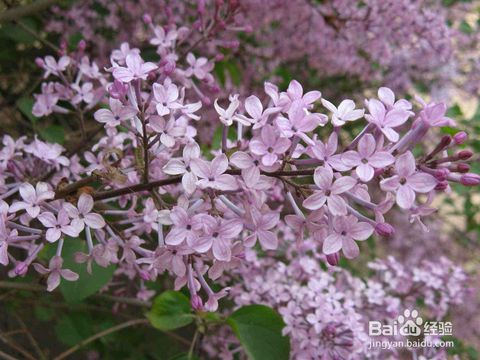 怎样栽培丁香花