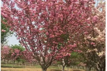 海南樱花苗之樱花种子播种前需要处理吗