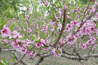 家庭小花园适合种植什么,来看看适宜小花园种植的果树