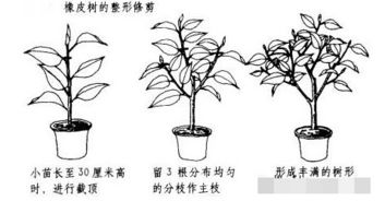 橡皮树冬天能剪顶端吗 