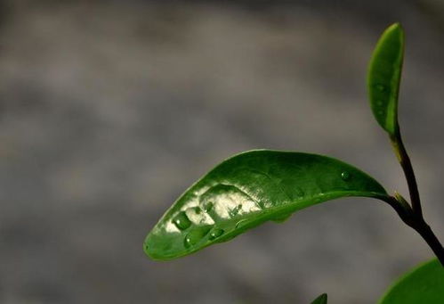 春天茶花怎么养护 简单又实用的养护技巧,冬天爆盆不再是难题