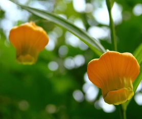 宫灯百合花语